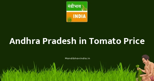 Tomato भाव